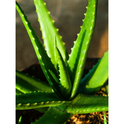 Aloes (Aloe vera)